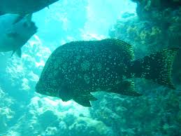 Image result for Dermatolepis inermis