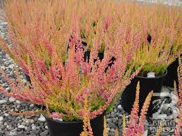 Attēlu rezultāti vaicājumam “Calluna vulgaris”