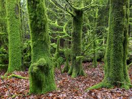 Attēlu rezultāti vaicājumam “moss”