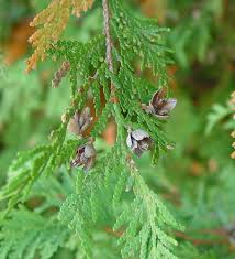 Attēlu rezultāti vaicājumam “Thuja occidentalis leaf”