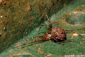 Attēlu rezultāti vaicājumam “Metellina merianae”