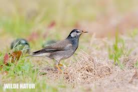 Image result for Turdus eunomus