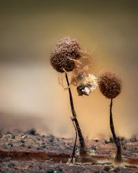 Attēlu rezultāti vaicājumam “Trichia crateriformis”