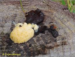 Attēlu rezultāti vaicājumam “Amaurochaete sp.”