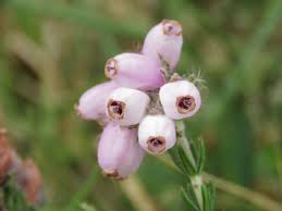 Attēlu rezultāti vaicājumam “Erica tetralix leaf”