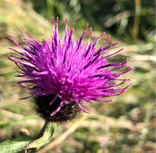 Image result for Centaurea nigra