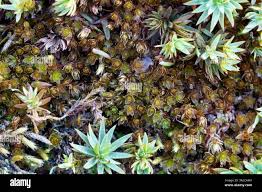 Attēlu rezultāti vaicājumam “Bryum neodamense macro”