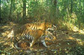 Image result for BERKSHIRE TIGERS THAI