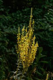 Image result for Verbascum nigrum