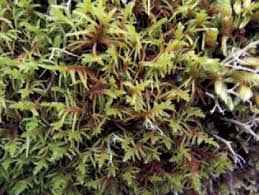 Attēlu rezultāti vaicājumam “Abietinella abietina”