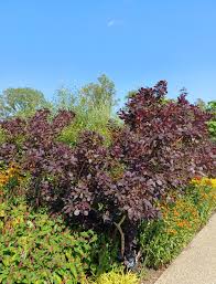 Attēlu rezultāti vaicājumam “Cotinus coggygria flower”