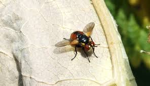 Attēlu rezultāti vaicājumam “Gymnosoma sp.”