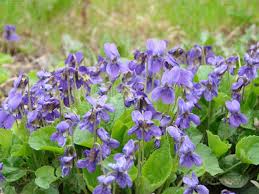 Attēlu rezultāti vaicājumam “Viola reichenbachiana flower”