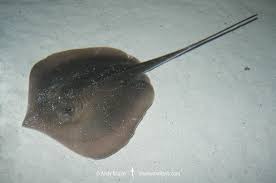 Image result for Hypanus sabinus