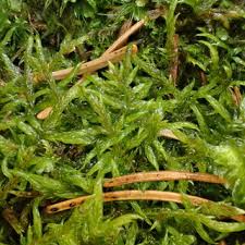 Attēlu rezultāti vaicājumam “Harpanthus scutatus”