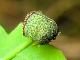 Attēlu rezultāti vaicājumam “Attelabus nitens”