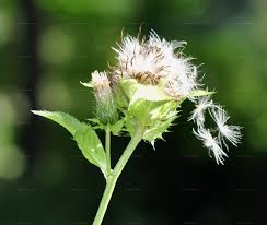 Attēlu rezultāti vaicājumam “Cirsium oleraceum flower”