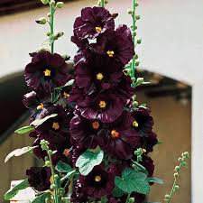 Image result for Alcea rosea nigra
