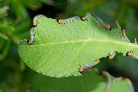 Attēlu rezultāti vaicājumam “Nematus salicis”