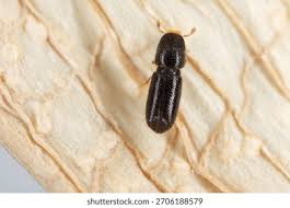 Attēlu rezultāti vaicājumam “Scolytidae”