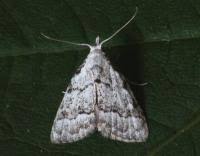 Attēlu rezultāti vaicājumam “Nola aerugula”