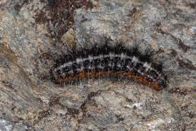 Attēlu rezultāti vaicājumam “Coscinia cribraria”