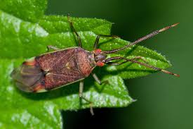 Attēlu rezultāti vaicājumam “Pantilius tunicatus”