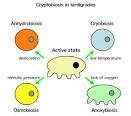 Research on the World's Toughest Animals | What's Tardigrades?