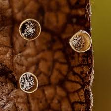 Attēlu rezultāti vaicājumam “Craterium minutum cf. var. brunneum”