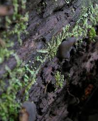 Attēlu rezultāti vaicājumam “Chlorencoelia versiformis”