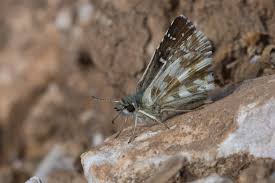 Attēlu rezultāti vaicājumam “Pyrgus alveus upperside”