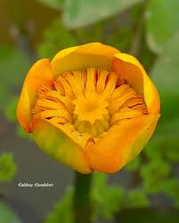 Attēlu rezultāti vaicājumam “Nuphar lutea flower”