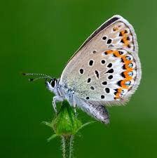 Attēlu rezultāti vaicājumam “Plebejus argus / Plebejus idas”
