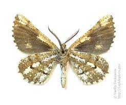 Attēlu rezultāti vaicājumam “Bupalus piniaria male”