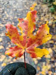 Attēlu rezultāti vaicājumam “Acer campestre leaf”