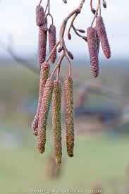 Attēlu rezultāti vaicājumam “Alnus glutinosa female flower”
