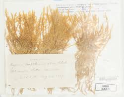 Attēlu rezultāti vaicājumam “Tomentypnum nitens”