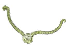 Attēlu rezultāti vaicājumam “Syntrichia virescens”