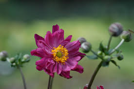 Image result for Anemonenarten
