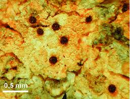 Attēlu rezultāti vaicājumam “Pertusaria albescens”