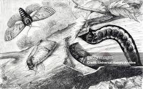 Attēlu rezultāti vaicājumam “Cossus cossus imago”