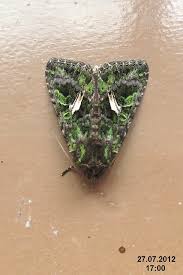 Attēlu rezultāti vaicājumam “Trachea atriplicis”