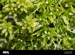 Attēlu rezultāti vaicājumam “Sphagnum papillosum”