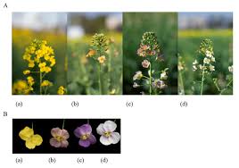 Attēlu rezultāti vaicājumam “Brassica napus flower”