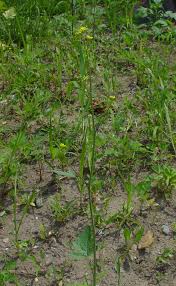 Attēlu rezultāti vaicājumam “Sinapis arvensis”