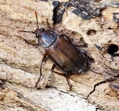 Attēlu rezultāti vaicājumam “Necrodes littoralis”