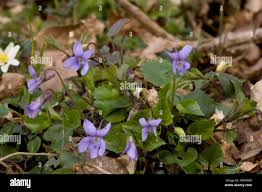 Attēlu rezultāti vaicājumam “Viola reichenbachiana”