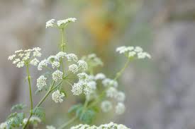 Attēlu rezultāti vaicājumam “Cicuta virosa leaf”