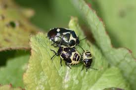 Attēlu rezultāti vaicājumam “Eurydema dominulus imago”