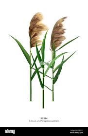 Attēlu rezultāti vaicājumam “Phragmites communis”